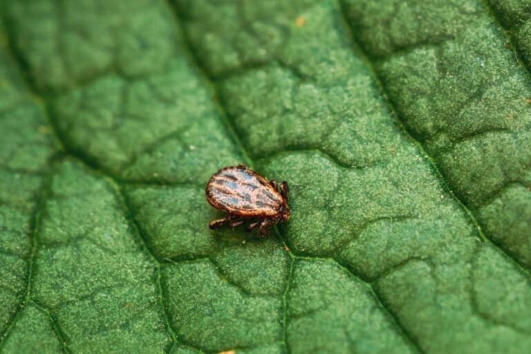 Fallen bei einer Borreliose die Zähne aus?